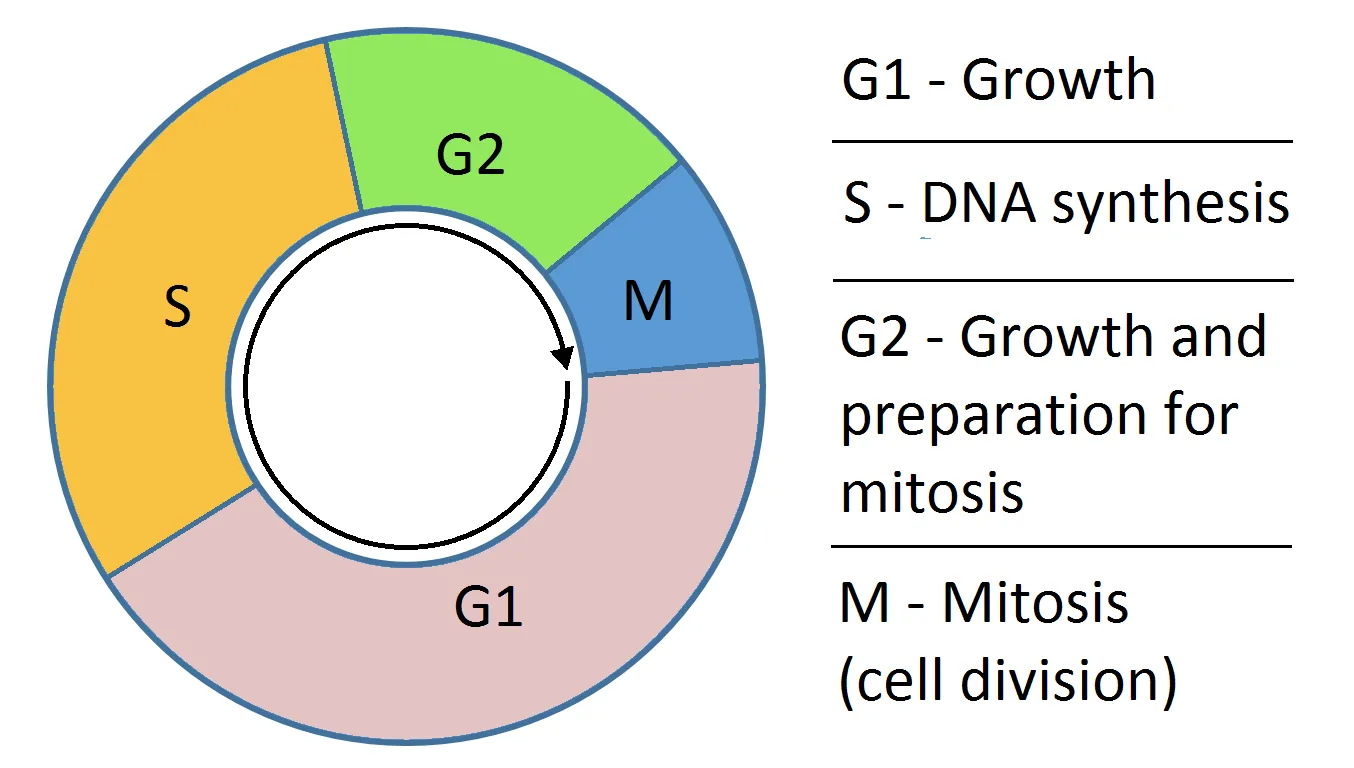 Cell cycle